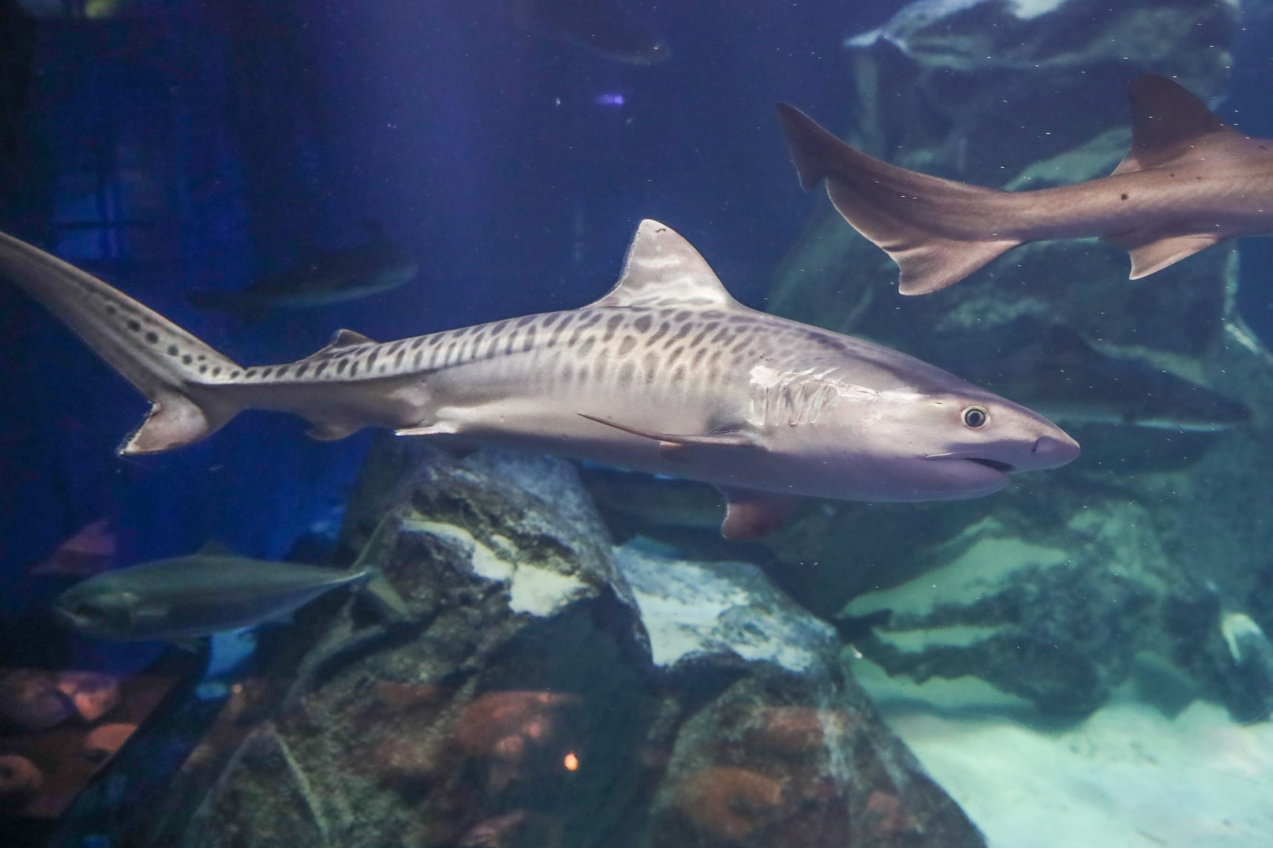 イタチザメ 骨用 イタチザメ - 生きもの図鑑 鳥羽水族館